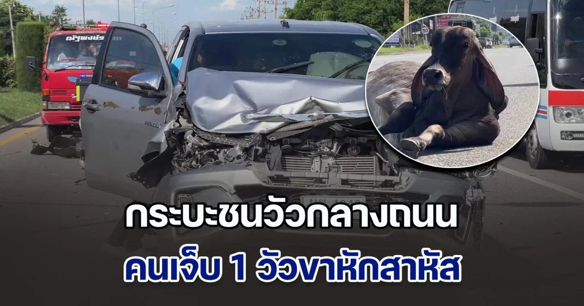 กระบะชนวัวกลางถนน คนเจ็บ 1 วัวขาหักสาหัส เจ้าของเลี้ยงแบบปล่อย โดนดำเนินคดีตามกฎหมาย