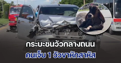กระบะชนวัวกลางถนน คนเจ็บ 1 วัวขาหักสาหัส เจ้าของเลี้ยงแบบปล่อย โดนดำเนินคดีตามกฎหมาย