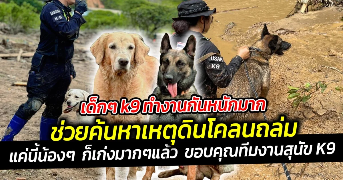 เด็กๆ K9 ทำงานกันหนักมาก ช่วยค้นหาเหตุดินโคลนถล่มบ้านปางอุ๋ง จังหวัดเชียงใหม่แม้ภารกิจครั้งนี้จะเต็มไปด้วยอุปสรรค  แต่น้องๆ ก็เก่งมาก