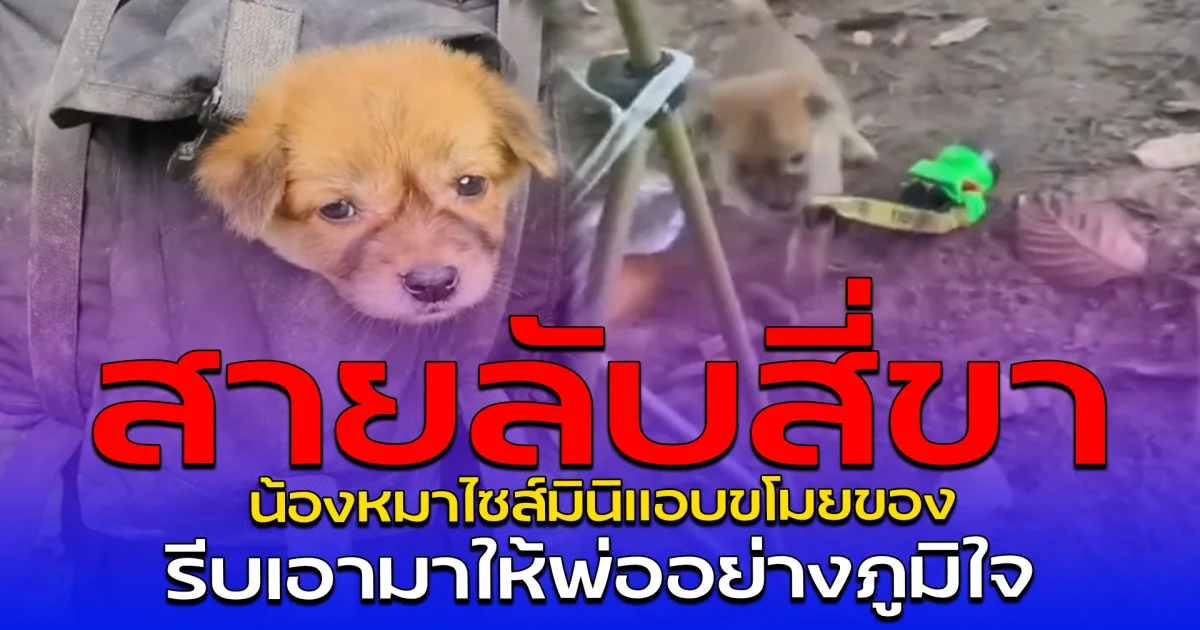 สายลับสี่ขา น้องหมาไซส์มินิแอบขโมยของ รีบเอามาให้พ่ออย่างภูมิใจ