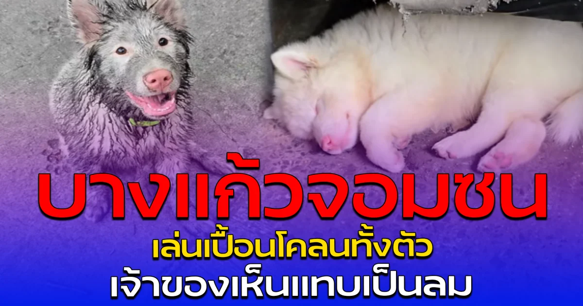 บางแก้วจอมซน เล่นเปื้อนโคลนทั้งตัว เจ้าของเห็นแทบเป็นลม