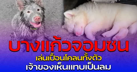 บางแก้วจอมซน เล่นเปื้อนโคลนทั้งตัว เจ้าของเห็นแทบเป็นลม