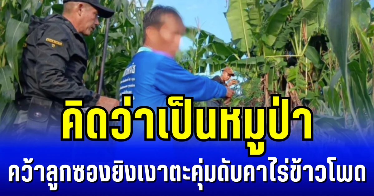 ยืนรอมอบตัว! คิดว่าเป็นหมูป่า คว้าลูกซองยิงเงาตะคุ่มดับคาไร่ข้าวโพด