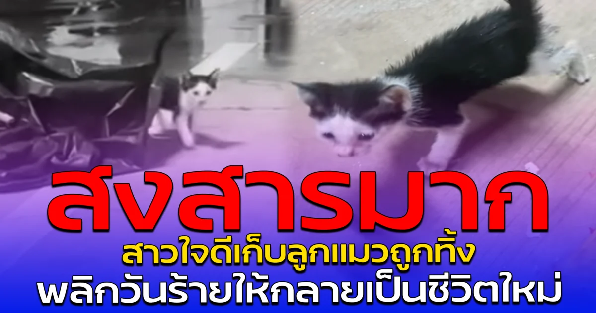 สงสารมาก สาวใจดีเก็บลูกแมวถูกทิ้ง พลิกวันร้ายให้กลายเป็นชีวิตใหม่