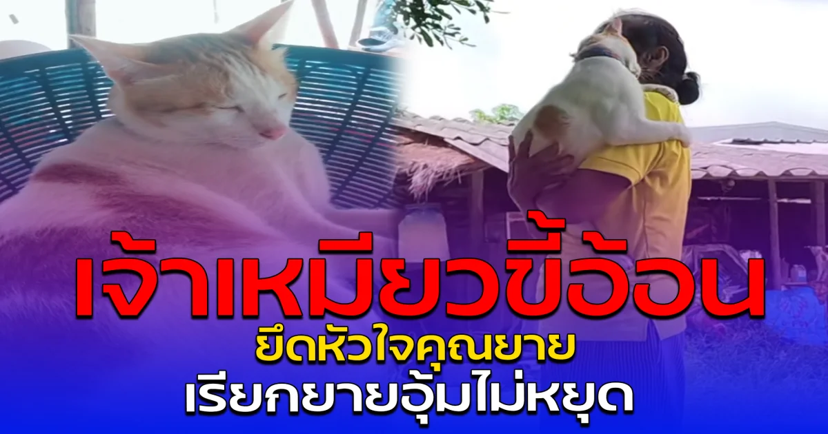 เจ้าเหมียวขี้อ้อน ยึดหัวใจคุณยาย เรียกยายอุ้มไม่หยุด