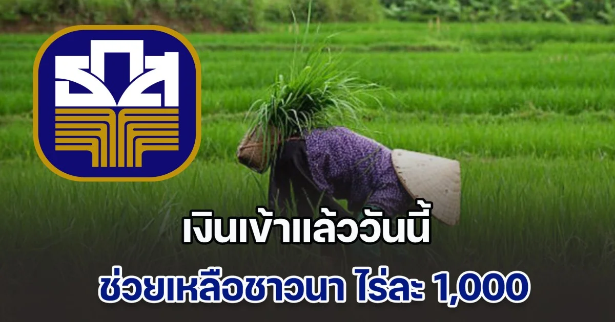 เงินเข้าแล้ววันนี้ ช่วยเหลือชาวนา ไร่ละ 1,000 เปิดวิธีเช็กสิทธิ-รับเงิน