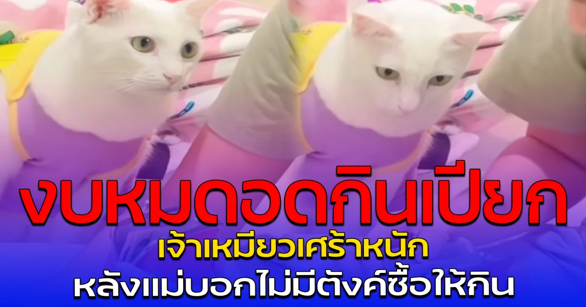 งบหมดอดกินเปียก เจ้าเหมียวเศร้าหนัก หลังแม่บอกไม่มีตังค์ซื้อให้กิน