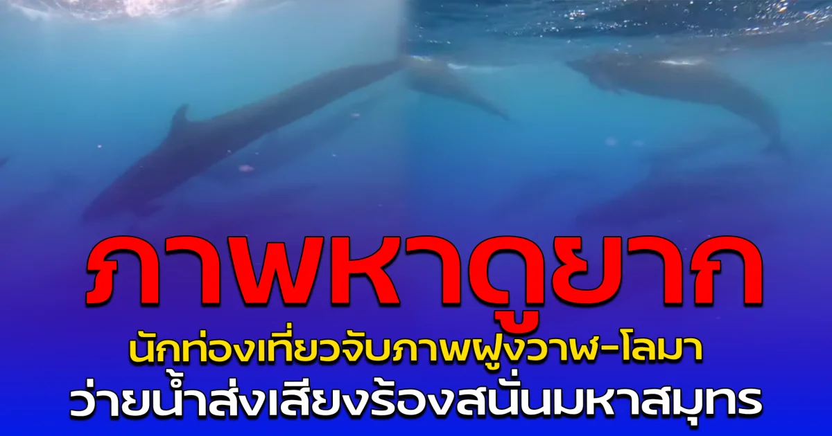ภาพหาดูยาก นักท่องเที่ยวจับภาพฝูงวาฬ-โลมา ว่ายน้ำส่งเสียงร้องสนั่นมหาสมุทร