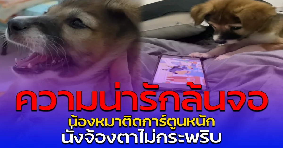 ความน่ารักล้นจอ น้องหมาติดการ์ตูนหนัก นั่งจ้องตาไม่กระพริบ