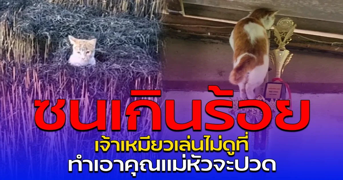 ซนเกินร้อย เจ้าเหมียวเล่นไม่ดูที่ ทำเอาคุณแม่หัวจะปวด