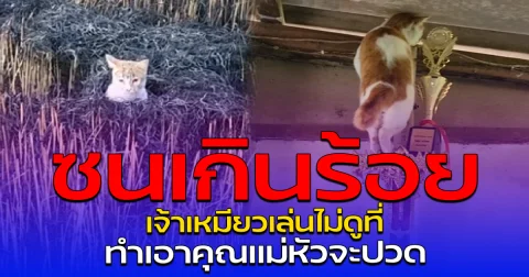 ซนเกินร้อย เจ้าเหมียวเล่นไม่ดูที่ ทำเอาคุณแม่หัวจะปวด