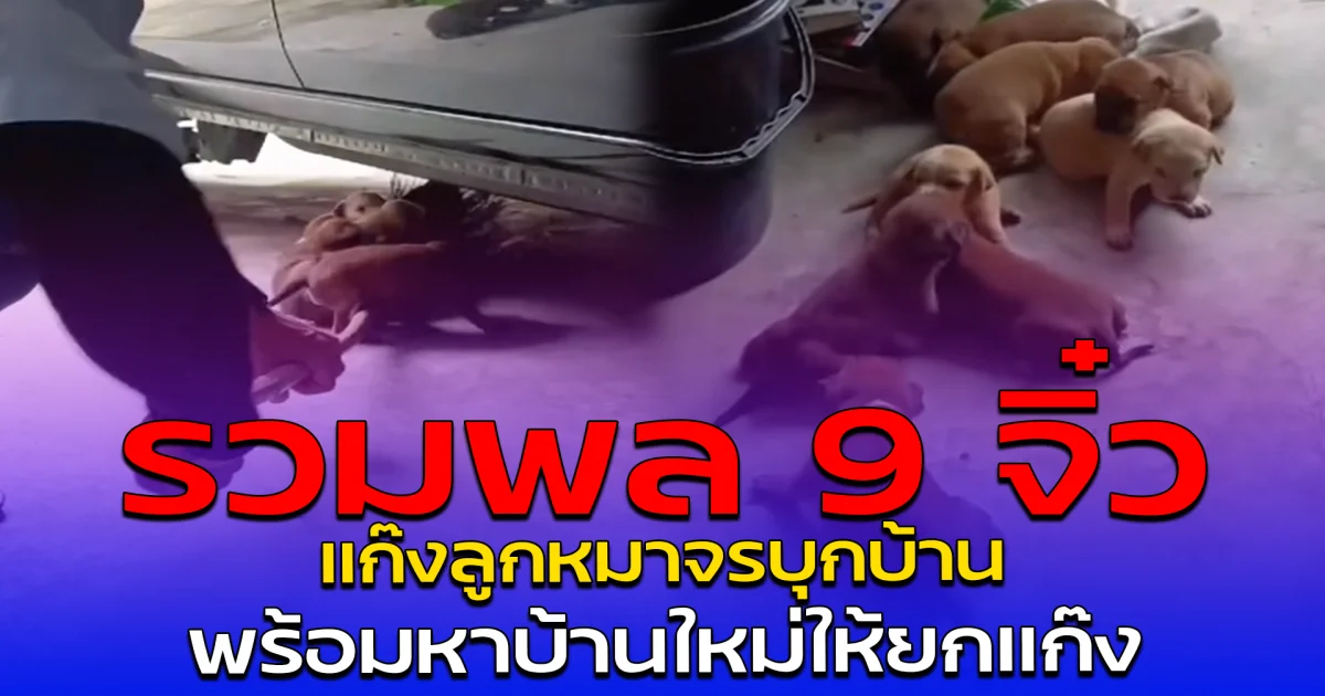 รวมพล 9 จิ๋ว แก๊งลูกหมาจรบุกบ้าน พร้อมหาบ้านใหม่ให้ยกแก๊ง