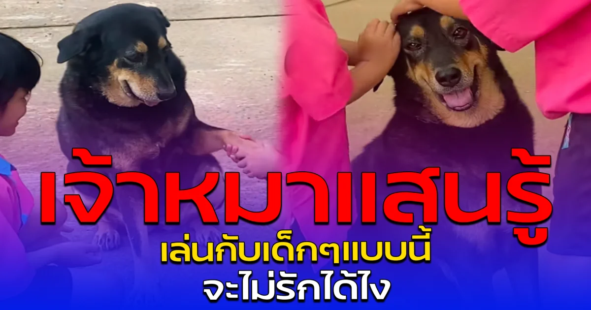 เจ้าหมาแสนรู้ เล่นกับเด็กๆแบบนี้ จะไม่รักได้ไง
