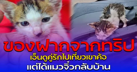 ของฝากจากทริป เอ็นดูคู่รักไปเที่ยวเขาค้อ แต่ได้แมวจิ๋วกลับบ้าน