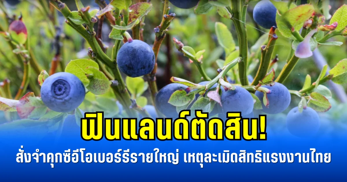 ฟินแลนด์ตัดสิน! สั่งจำคุกซีอีโอเบอร์รีรายใหญ่ เหตุละเมิดสิทธิแรงงานไทย (ข่าวตปท.)