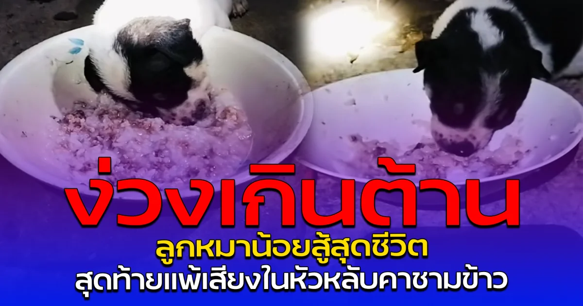 ง่วงเกินต้าน ลูกหมาน้อยสู้สุดชีวิต สุดท้ายแพ้เสียงในหัวหลับคาชามข้าว