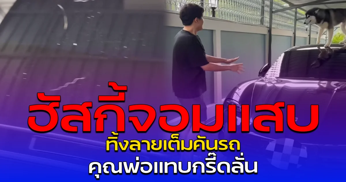 ฮัสกี้จอมแสบ ทิ้งลายเต็มคันรถ คุณพ่อแทบกรี๊ดลั่น