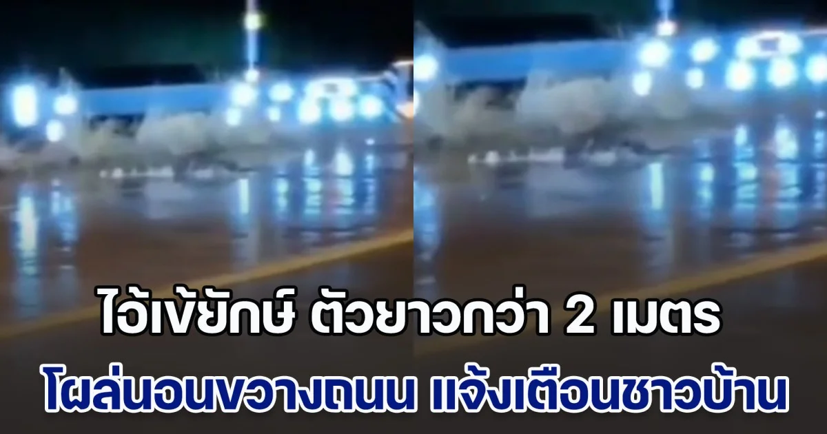 ผวา! น้ำท่วม ไอ้เข้ยักษ์ ตัวยาวกว่า 2 เมตร โผล่นอนขวางถนน ต้องแจ้งเตือนชาวบ้านด่วน