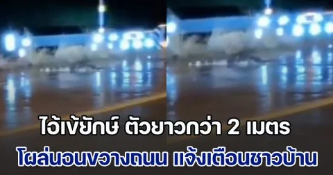 ผวา! น้ำท่วม ไอ้เข้ยักษ์ ตัวยาวกว่า 2 เมตร โผล่นอนขวางถนน ต้องแจ้งเตือนชาวบ้านด่วน