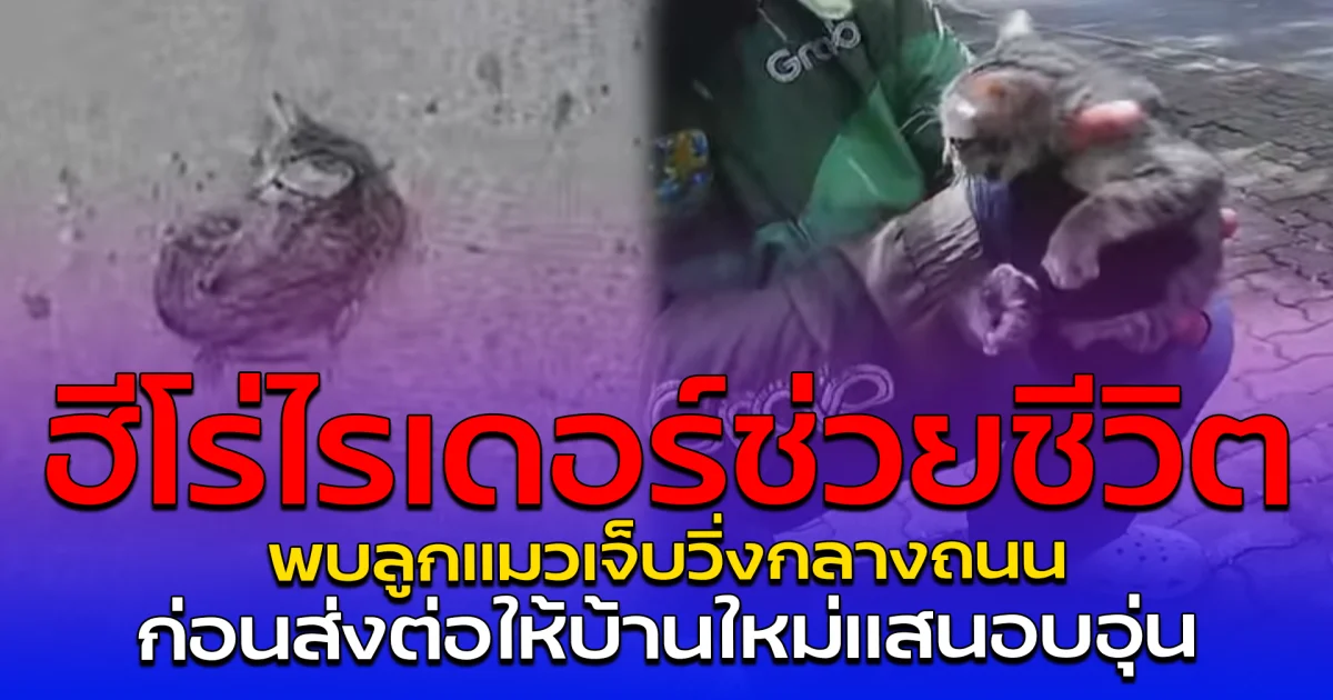ฮีโร่ไรเดอร์ช่วยชีวิต พบลูกแมวเจ็บวิ่งกลางถนน ก่อนส่งต่อให้บ้านใหม่แสนอบอุ่น