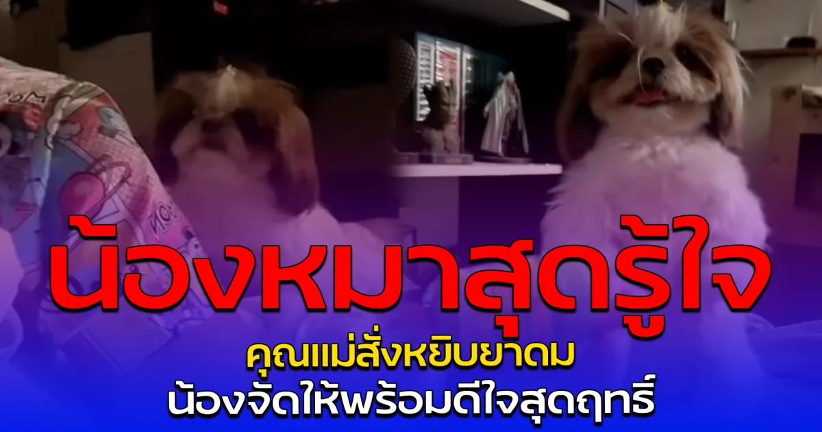 น้องหมาสุดรู้ใจ คุณแม่สั่งหยิบยาดม น้องจัดให้พร้อมดีใจสุดฤทธิ์