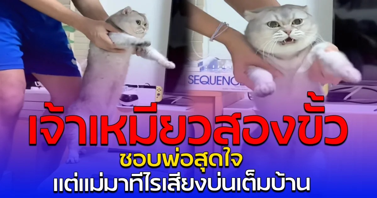 เจ้าเหมียวสองขั้ว ชอบพ่อสุดใจ แต่แม่มาทีไรเสียงบ่นเต็มบ้าน