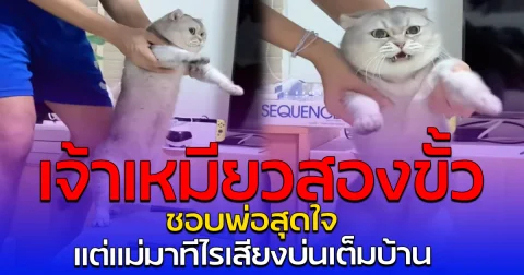 เจ้าเหมียวสองขั้ว ชอบพ่อสุดใจ แต่แม่มาทีไรเสียงบ่นเต็มบ้าน