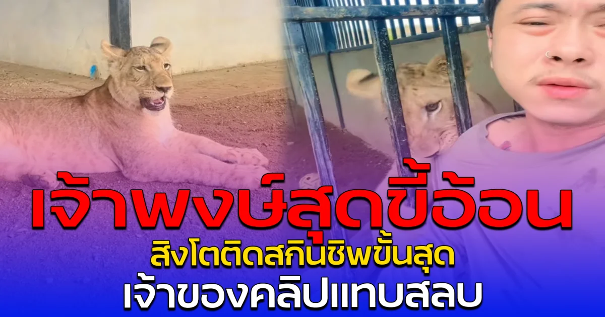 เจ้าพงษ์สุดขี้อ้อน สิงโตติดสกินชิพขั้นสุด เจ้าของคลิปแทบสลบ