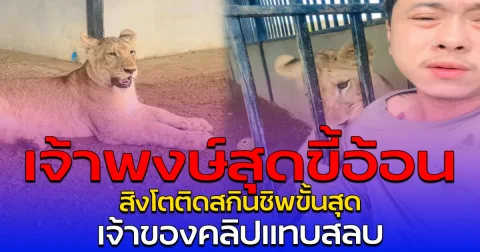 เจ้าพงษ์สุดขี้อ้อน สิงโตติดสกินชิพขั้นสุด เจ้าของคลิปแทบสลบ