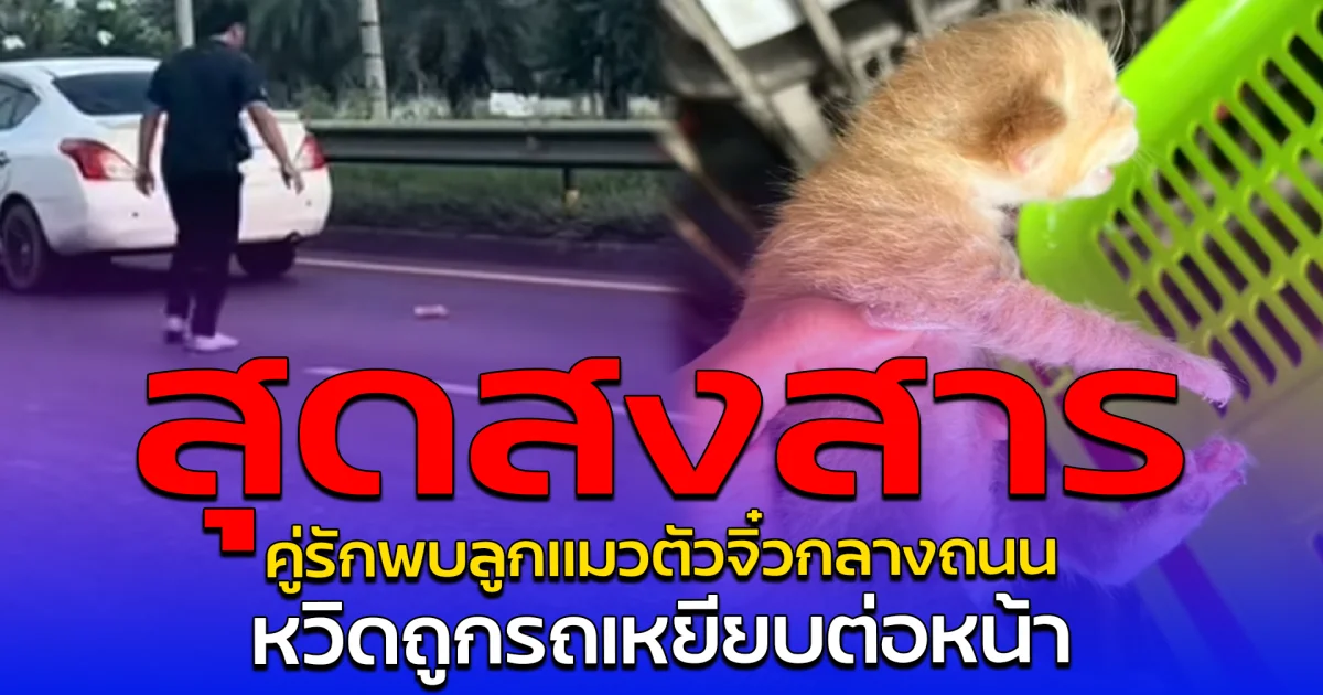 สุดสงสาร คู่รักพบลูกแมวตัวจิ๋วกลางถนน หวิดถูกรถเหยียบต่อหน้า