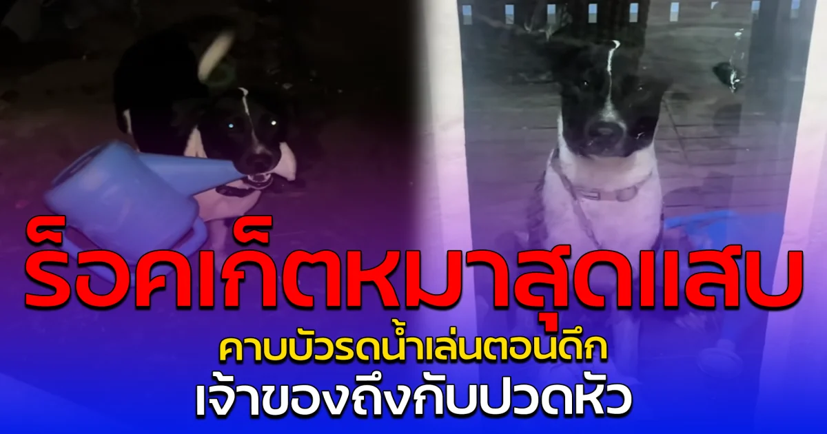 ร็อคเก็ตหมาสุดแสบ คาบบัวรดน้ำเล่นตอนดึก เจ้าของถึงกับปวดหัว