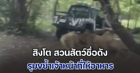 สิงโต สวนสัตว์ชื่อดัง รุมขย้ำเจ้าหน้าที่ให้อาหาร ท่ามกลางสายตานักท่องเที่ยว