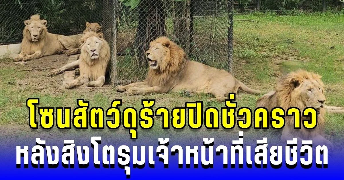 ซาฟารีเวิลด์ ปิดโซนสัตว์ดุร้ายชั่วคราว หลังสิงโตรุมเจ้าหน้าที่เสียชีวิต