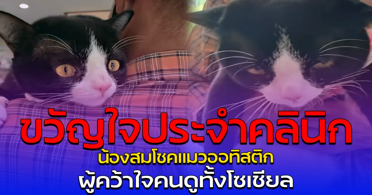 ขวัญใจประจำคลินิก น้องสมโชคแมวออทิสติก ผู้คว้าใจคนดูทั้งโซเชียล