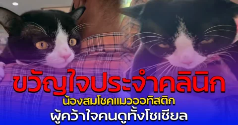 ขวัญใจประจำคลินิก น้องสมโชคแมวออทิสติก ผู้คว้าใจคนดูทั้งโซเชียล