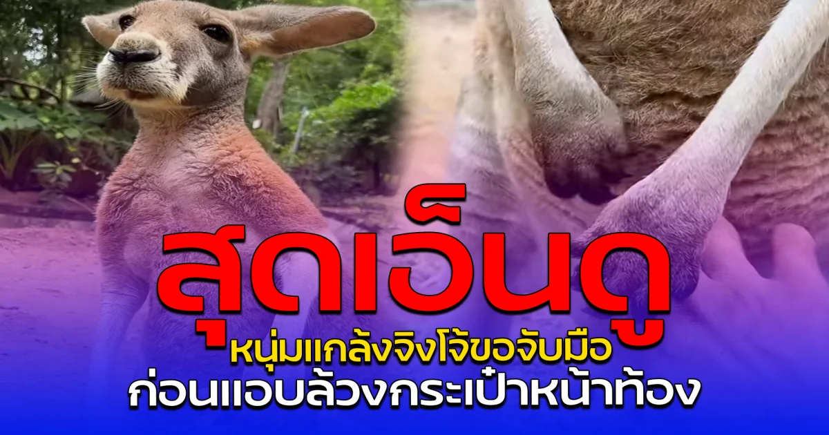 สุดเอ็นดู หนุ่มแกล้งจิงโจ้ขอจับมือ ก่อนแอบล้วงกระเป๋าหน้าท้อง