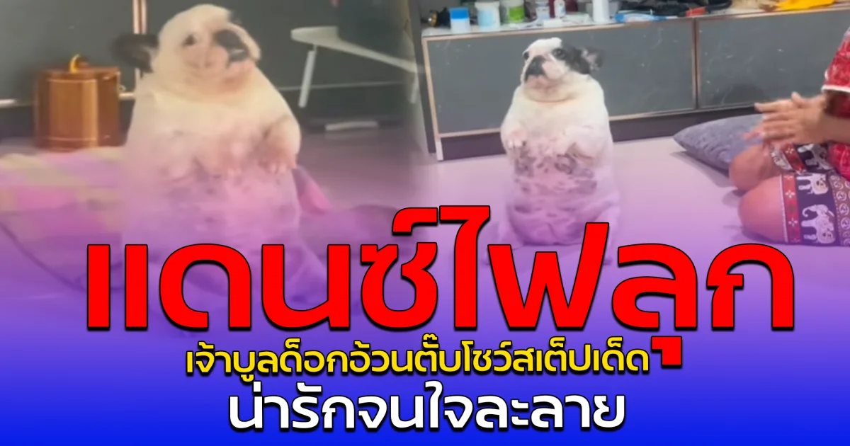 แดนซ์ไฟลุก เจ้าบูลด็อกอ้วนตั๊บโชว์สเต็ปเด็ด น่ารักจนใจละลาย
