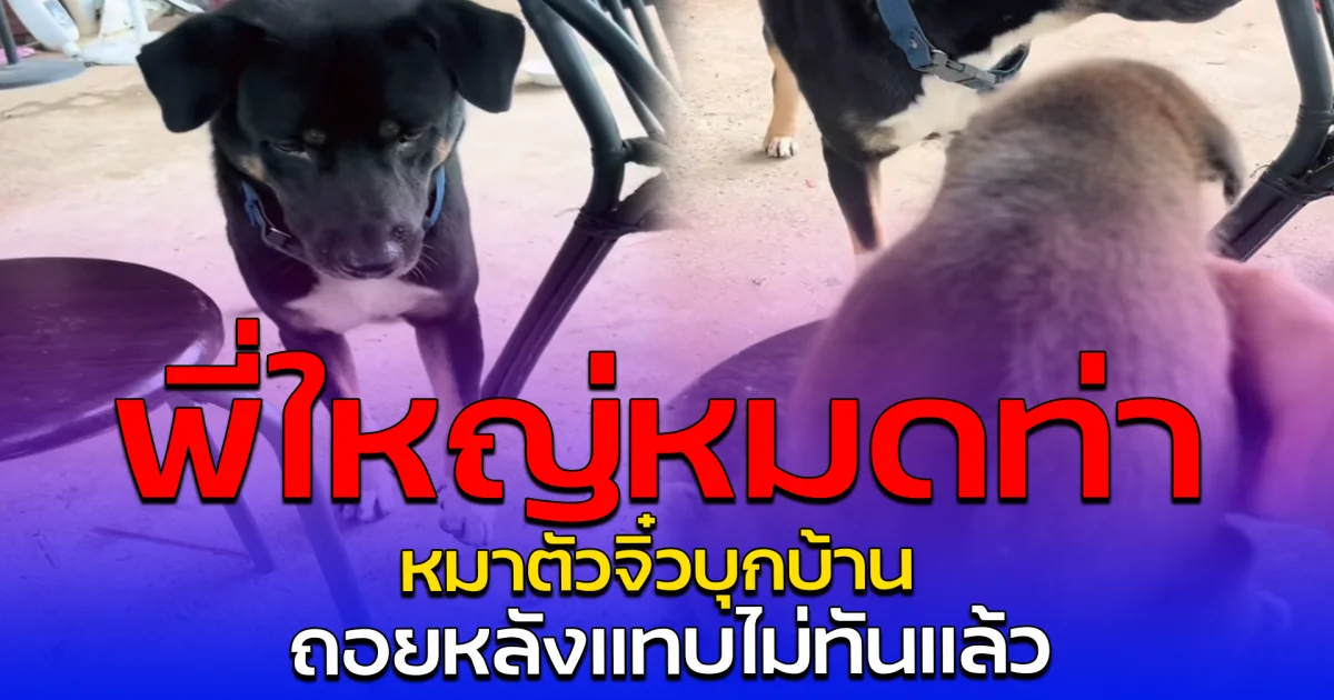 พี่ใหญ่หมดท่า หมาตัวจิ๋วบุกบ้าน ถอยหลังแทบไม่ทันแล้ว