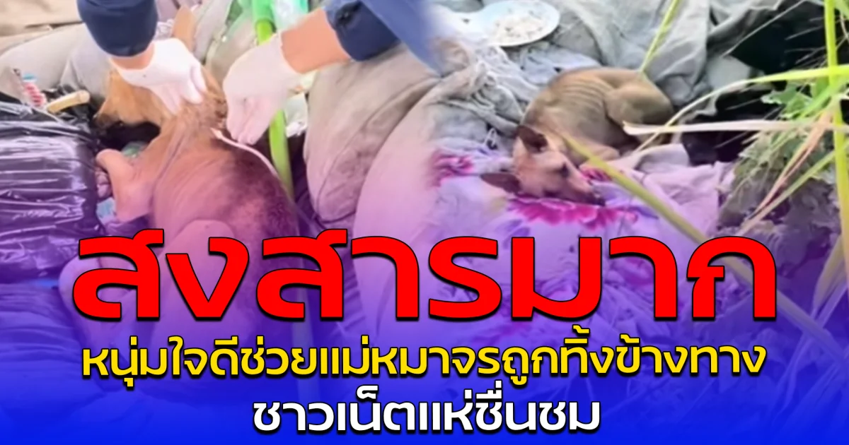 สงสารมาก หนุ่มใจดีช่วยแม่หมาจรถูกทิ้งข้างทาง ชาวเน็ตแห่ชื่นชม