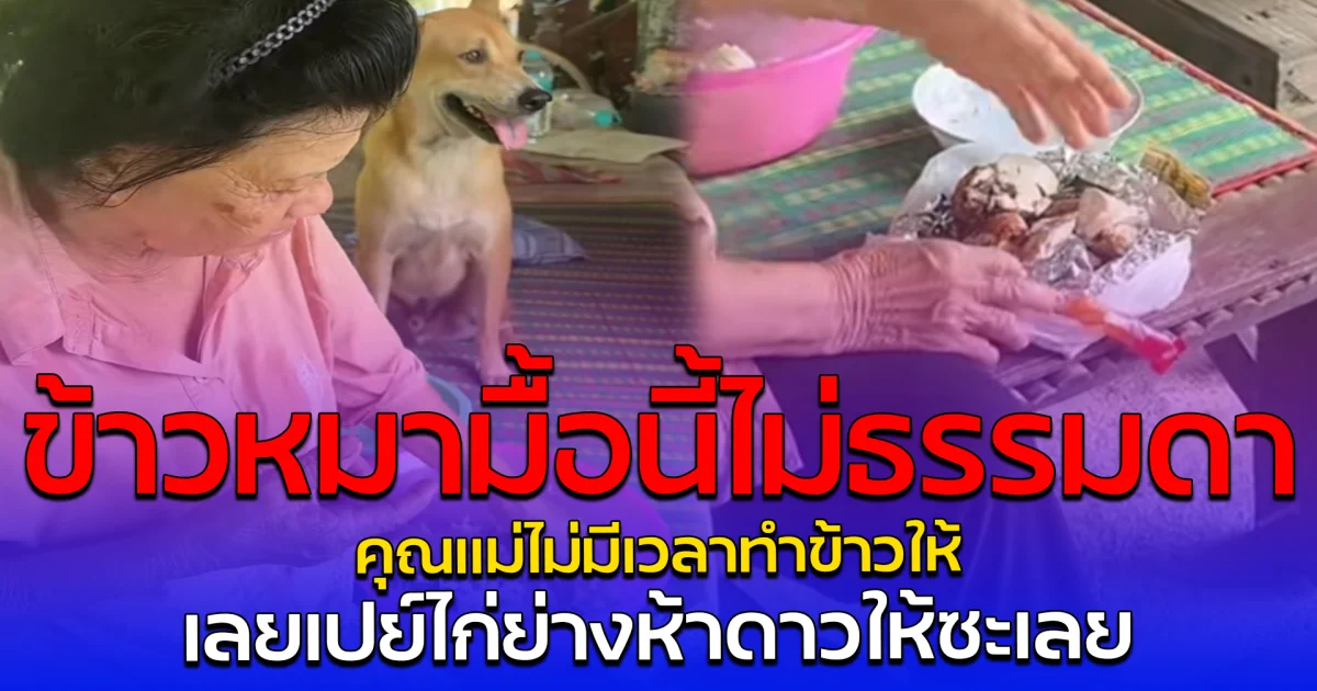 ข้าวหมามื้อนี้ไม่ธรรมดา คุณแม่ไม่มีเวลาทำข้าวให้ เลยเปย์ไก่ย่างห้าดาวให้ซะเลย