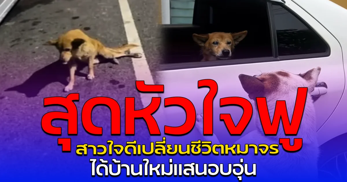 สุดหัวใจฟู สาวใจดีเปลี่ยนชีวิตหมาจร ได้บ้านใหม่แสนอบอุ่น