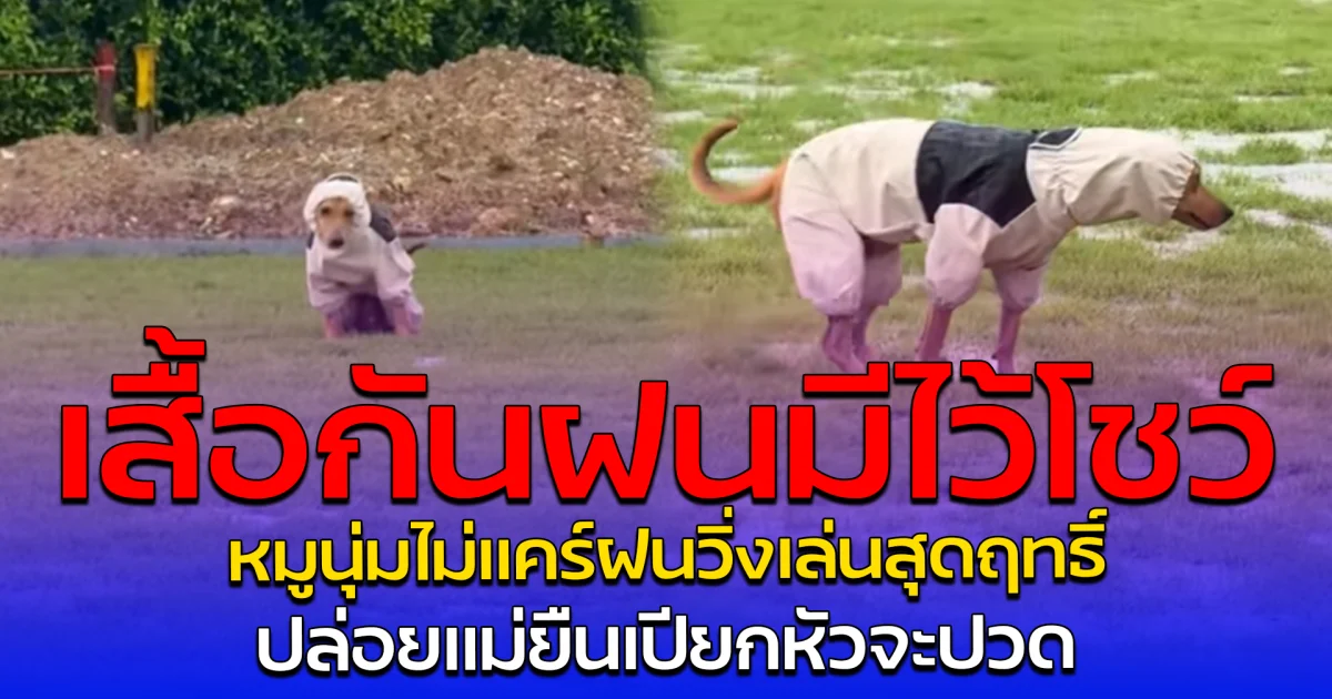 เสื้อกันฝนมีไว้โชว์ หมูนุ่มไม่แคร์ฝนวิ่งเล่นสุดฤทธิ์ ปล่อยแม่ยืนเปียกหัวจะปวด