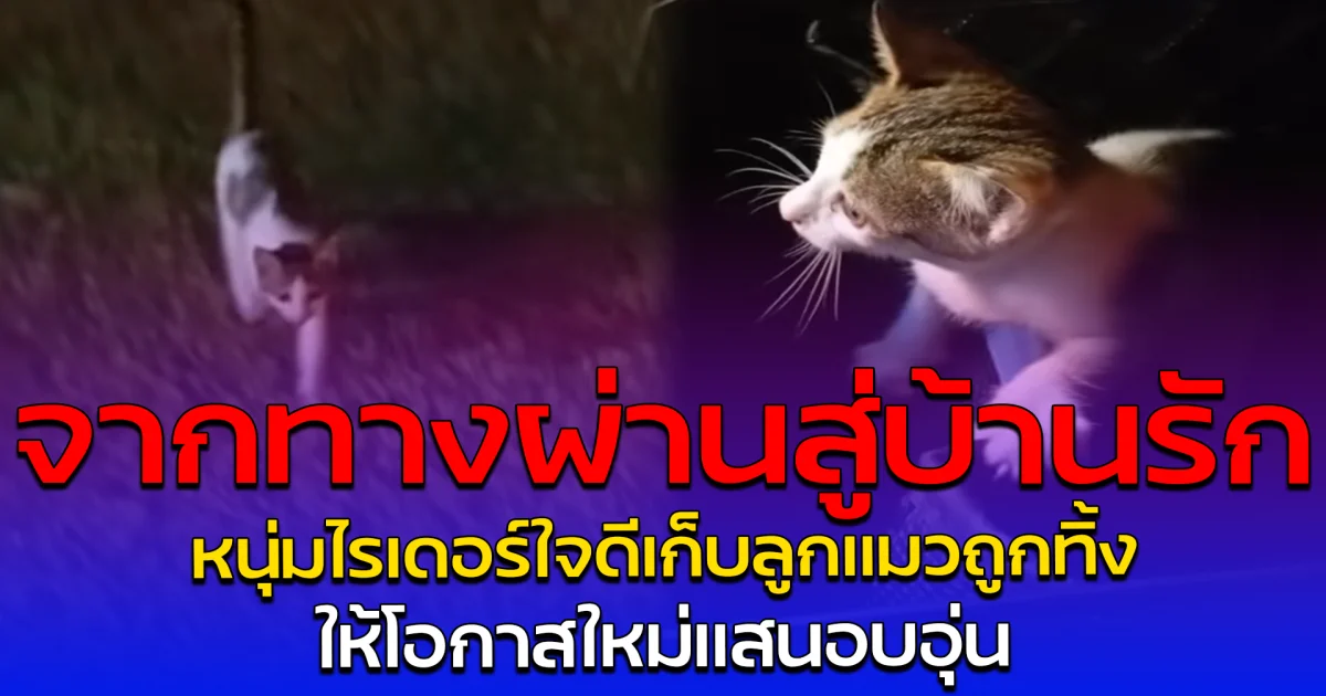 จากทางผ่านสู่บ้านรัก หนุ่มไรเดอร์ใจดีเก็บลูกแมวถูกทิ้ง ให้โอกาสใหม่แสนอบอุ่น