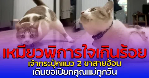 เหมียวพิการใจเกินร้อย เจ้ากระปุ๋กแมว2 ขาสายอ้อน เดินขอเปียกคุณแม่ทุกวัน