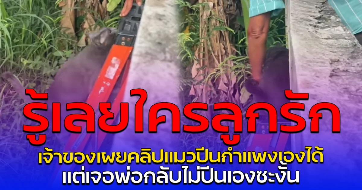 รู้เลยใครลูกรัก เจ้าของเผยคลิปแมวปีนกำแพงเองได้ แต่เจอพ่อกลับไม่ปีนเองซะงั้น