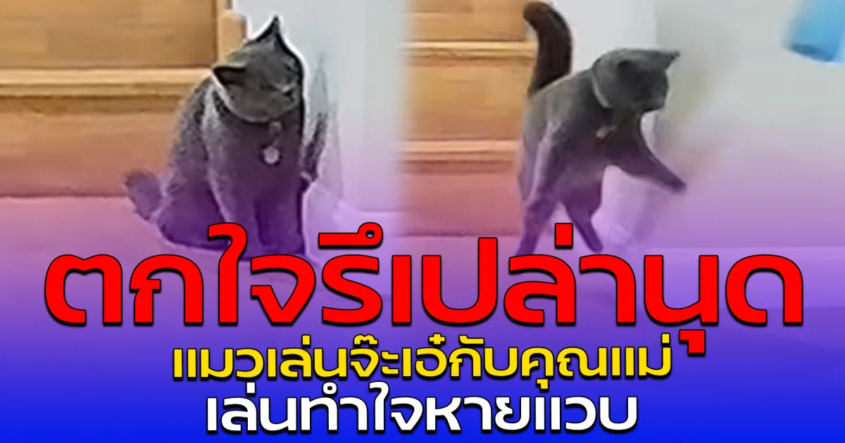 ตกใจรึเปล่านุด แมวเล่นจ๊ะเอ๋กับคุณแม่ เล่นทำใจหายแวบ