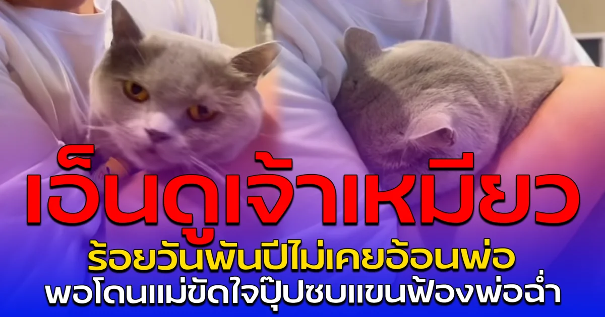 เอ็นดูเจ้าเหมียว ร้อยวันพันปีไม่เคยอ้อนพ่อ พอโดนแม่ขัดใจปุ๊ป ซบแขนฟ้องพ่อฉ่ำ