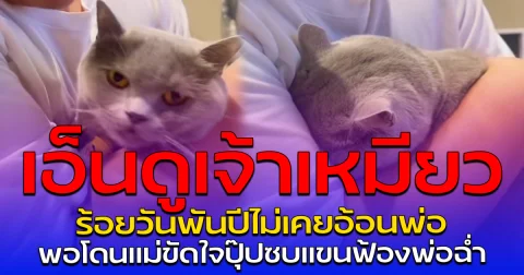 เอ็นดูเจ้าเหมียว ร้อยวันพันปีไม่เคยอ้อนพ่อ พอโดนแม่ขัดใจปุ๊ป ซบแขนฟ้องพ่อฉ่ำ