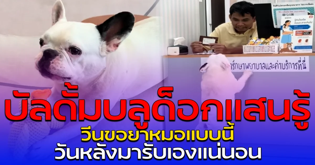 บัลดั้มบลูด็อกแสนรู้ วีนขอยาหมอแบบนี้ วันหลังมารับเองแน่นอน