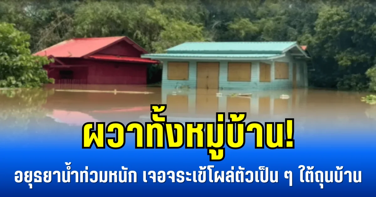 ผวาทั้งหมู่บ้าน! อยุธยาน้ำท่วมหนัก เจอจระเข้โผล่ตัวเป็น ๆ ใต้ถุนบ้าน